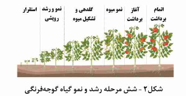 طول دوره رشد گوجه فرنگی